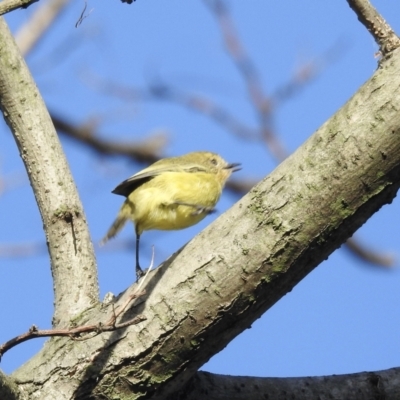 Acanthiza nana (Yellow Thornbill) at Burradoo, NSW - 3 Apr 2022 by GlossyGal