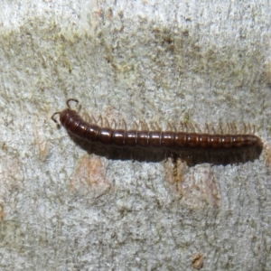 Paradoxosomatidae sp. (family) at Hall, ACT - 3 Apr 2022