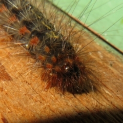 Leptocneria reducta (White cedar moth) at Flynn, ACT - 3 Apr 2022 by Christine