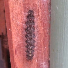 Leptocneria reducta at Flynn, ACT - 3 Apr 2022 02:19 PM