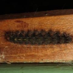 Leptocneria reducta at Flynn, ACT - 3 Apr 2022