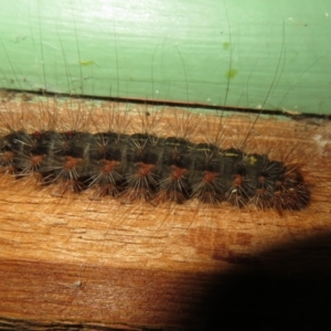 Leptocneria reducta at Flynn, ACT - 3 Apr 2022