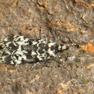 Scoparia exhibitalis at Hall, ACT - 3 Apr 2022