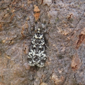 Scoparia exhibitalis at Hall, ACT - 3 Apr 2022