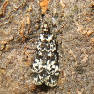 Scoparia exhibitalis at Hall, ACT - 3 Apr 2022