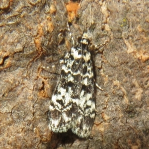 Scoparia exhibitalis at Hall, ACT - 3 Apr 2022