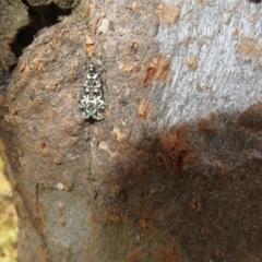 Scoparia exhibitalis at Hall, ACT - 3 Apr 2022