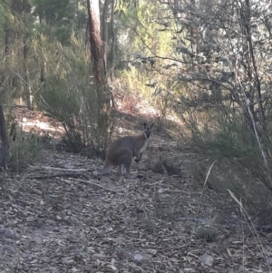 Notamacropus rufogriseus at Coree, ACT - 22 Mar 2022