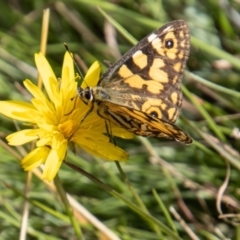 Oreixenica lathoniella (Silver Xenica) at Mount Clear, ACT - 29 Mar 2022 by SWishart