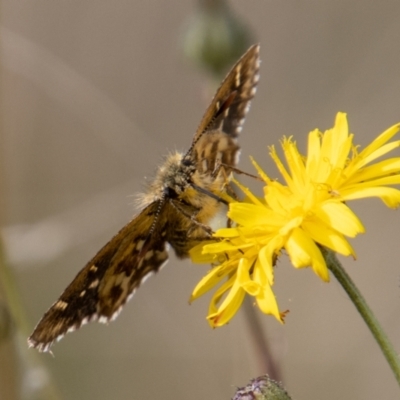 Atkinsia dominula (Two-brand grass-skipper) at Mount Clear, ACT - 29 Mar 2022 by SWishart