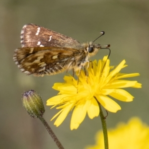 Atkinsia dominula at Mount Clear, ACT - 29 Mar 2022