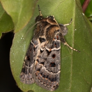 Proteuxoa sanguinipuncta at Melba, ACT - 10 Feb 2022