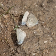 Zizina otis (Common Grass-Blue) at Mount Clear, ACT - 29 Mar 2022 by SWishart