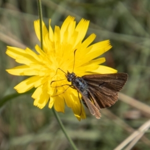 Atkinsia dominula at Mount Clear, ACT - suppressed