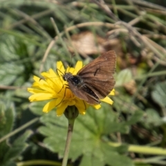 Atkinsia dominula at Mount Clear, ACT - suppressed