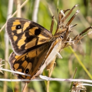 Heteronympha penelope at Mount Clear, ACT - 29 Mar 2022