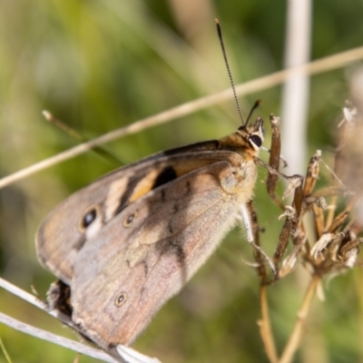 Heteronympha penelope (Shouldered Brown) at Mount Clear, ACT - 29 Mar 2022 by SWishart