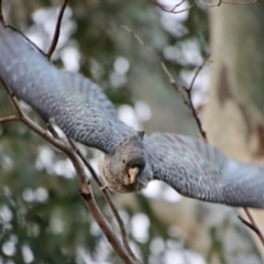 Callocephalon fimbriatum (Gang-gang Cockatoo) at Hughes, ACT - 3 Apr 2022 by LisaH