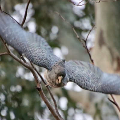 Callocephalon fimbriatum (Gang-gang Cockatoo) at Hughes, ACT - 3 Apr 2022 by LisaH