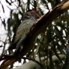 Callocephalon fimbriatum at Hughes, ACT - 3 Apr 2022