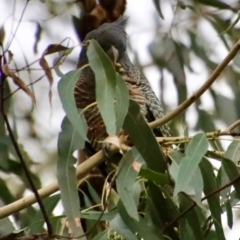 Callocephalon fimbriatum at Hughes, ACT - 3 Apr 2022