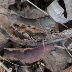 Phaulacridium vittatum (Wingless Grasshopper) at Hughes, ACT - 3 Apr 2022 by LisaH