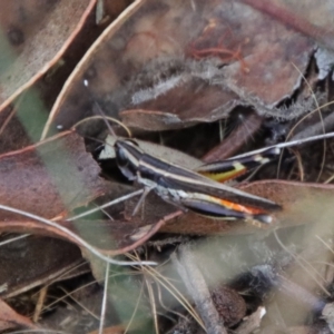 Macrotona australis at Hughes, ACT - 3 Apr 2022 05:24 PM