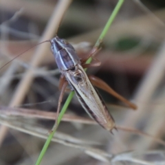 Conocephalus upoluensis (Meadow Katydid) at Deakin, ACT - 3 Apr 2022 by LisaH