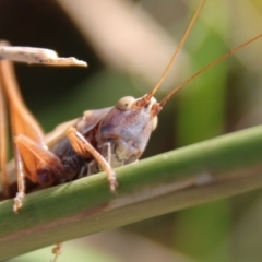 Conocephalus upoluensis at Deakin, ACT - 3 Apr 2022