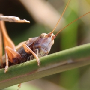 Conocephalus upoluensis at Deakin, ACT - 3 Apr 2022