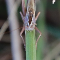 Conocephalus upoluensis at Deakin, ACT - 3 Apr 2022