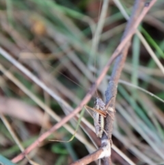 Conocephalus upoluensis at Deakin, ACT - 3 Apr 2022