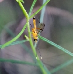 Ichneumonidae (family) at Deakin, ACT - 3 Apr 2022