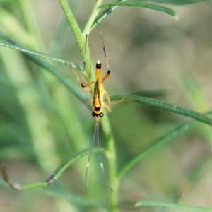 Ichneumonidae (family) at Deakin, ACT - 3 Apr 2022 05:04 PM