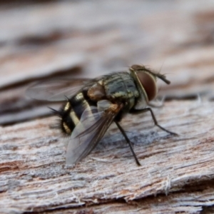 Tachinidae (family) at Deakin, ACT - 3 Apr 2022 05:00 PM