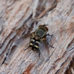 Tachinidae (family) at Deakin, ACT - 3 Apr 2022 05:00 PM