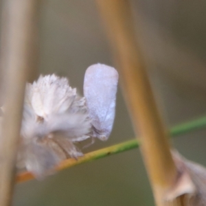 Anzora unicolor at Deakin, ACT - 3 Apr 2022