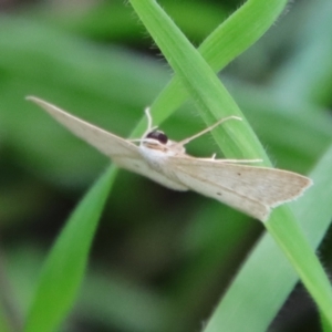 Scopula (genus) at Deakin, ACT - 3 Apr 2022 04:57 PM