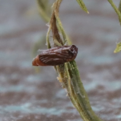 Lepidoptera unclassified IMMATURE moth at Hughes, ACT - 3 Apr 2022 by LisaH