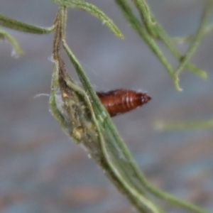 Lepidoptera unclassified IMMATURE moth at Hughes, ACT - 3 Apr 2022