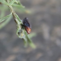 Lepidoptera unclassified IMMATURE at Hughes, ACT - 3 Apr 2022 04:29 PM