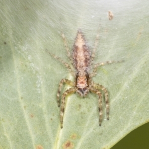 Helpis sp. (genus) at Acton, ACT - 4 Feb 2022 11:52 AM