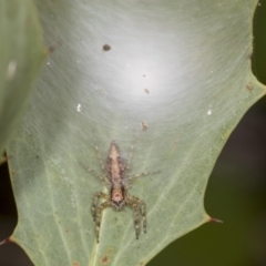 Helpis sp. (genus) at Acton, ACT - 4 Feb 2022 11:52 AM