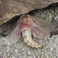 Oxycanus (genus) (Unidentified Oxycanus moths) at ANBG - 4 Feb 2022 by AlisonMilton