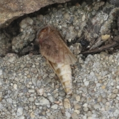 Oxycanus (genus) at Acton, ACT - 4 Feb 2022 11:08 AM