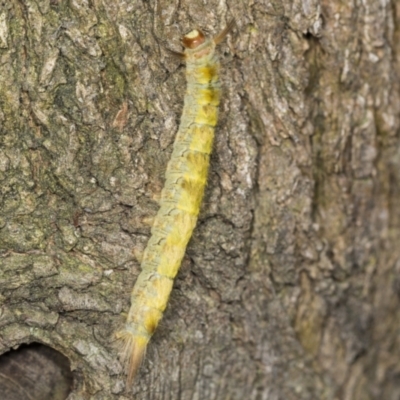 Thaumetopoeinae (subfamily) (Bag-shelter Moths, Processionary Caterpillars) at Acton, ACT - 4 Feb 2022 by AlisonMilton