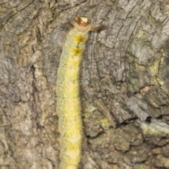 Thaumetopoeinae (subfamily) at Acton, ACT - 4 Feb 2022