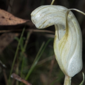 Diplodium truncatum at Tralee, NSW - 3 Apr 2022