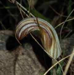 Diplodium truncatum at Tralee, NSW - 3 Apr 2022