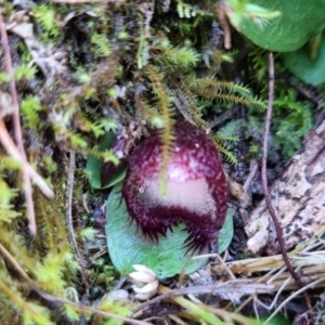 Corysanthes hispida at Tralee, NSW - suppressed